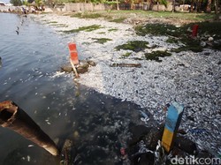 Jumlah Ikan Mati di Ancol Sekitar 650 Kg, Penyebab Masih Tunggu Uji Lab