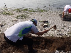 LIPI: Ada 13 Sungai Bermuara di Pantai Ancol, Bisa Bawa Banyak Bakteri