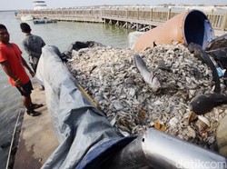 Jenis Ikan Mati di Pantai Ancol Mulai dari Petek, Kakap, Hingga Lele Laut