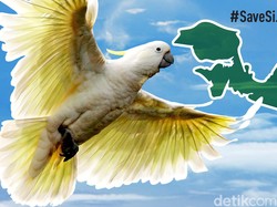 Kepak Sayap Si Jambul Kuning ke Alam Bebas