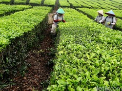 30 Ucapan Selamat Hari Buruh 2025 untuk Para Pejuang Nafkah