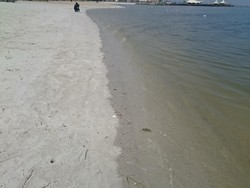 BPLHD Ambil Sampel Air Ikan Mati di Ancol ke Tengah Laut