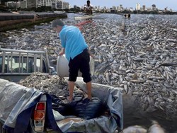 Hasil Uji Lab Ikan Mati di Ancol Keluar 2 Minggu Lagi