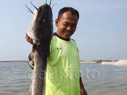 Ikan Lele Besar ini Juga Ditemukan Mati di Pantai Ancol