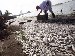 Limbah Warga Jadi Penyebab Utama Matinya Jutaan Ikan di Pantai Ancol
