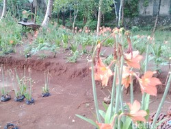 UGM Turun Tangan, Siap Bantu Tata dan Percantik Kebun Amarilis Sukadi