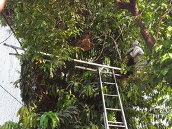 Warga yang Minta Tolong Damkar Evakuasi Tawon Terinspirasi Film Barat