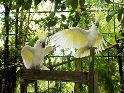 19 Kakatua Jambul Kuning Dilepasliarkan ke Alam Papua