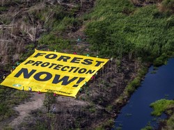 Derita di Kanal Gambut Neraka dan Jalur Kayu Kalimantan