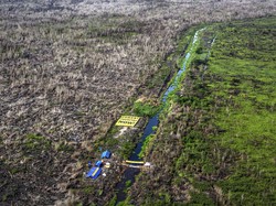 APHI Minta Pemegang Izin Lahan Terbakar Tetap Beroperasi Sambil Merehabilitasi