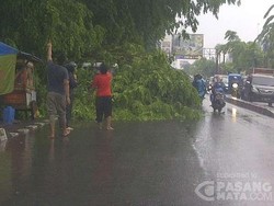 Pohon Tumbang di Bekasi Barat Timpa Mobil, Tak Ada Korban Luka