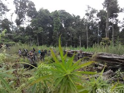 Aceh Butuh Heli Pantau Ladang Ganja dan RS Rehabilitasi Narkoba