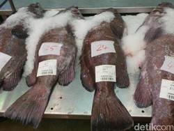 Ini Cara Sampling dan Grading Ikan Besar di Sydney Fish Market