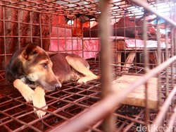 Penganiayaan Anjing di Bali, Ada Mitos Daging Anjing Lebih Enak Jika Dipukuli