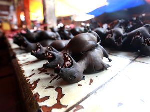 5 Makanan Ekstrem Populer di Manado, Patola hingga Paniki 5 Makanan Ekstrem Populer di Manado, Patola hingga Paniki