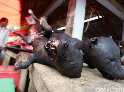 Kenapa Anjing Dipukul dan Dibakar? Ini Penjelasan Gubernur Sulut