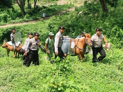 Distribusi Logistik Pilkada di Jember Pakai Kuda