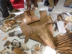 Pakai Kulit Macan untuk Aksesoris, Pengrajin ini Dibekuk Polisi