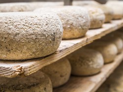 Pembuatan Keju dari Susu Hewan Ternyata Sudah Ada Sejak Zaman Batu, Ini Buktinya