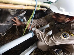 Pakai Jasa Perantara, Mentan Pede Bisa Dapat 1.000 Ekor Sapi/Bulan