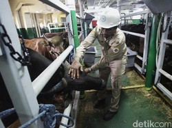 Mentan: Harga Sapi di NTT dan NTB Tak Sampai Rp 30.000/Kg