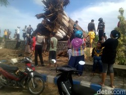 Randu Keramat Berusia 200 Tahun itu Tumbang