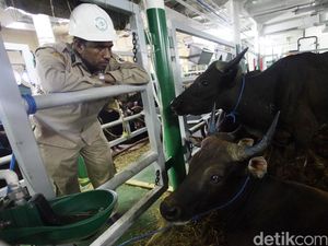 Didenda Rp 106 M Atas Tuduhan Kartel, 28 Feedloter Ajukan Banding