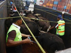 DPR Minta Kementan Bikin Sentra Peternakan Selain Sapi