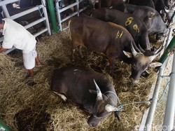 Tol Laut Jokowi Angkut 1.000 Ekor Sapi NTT ke Jakarta Tiap Bulan