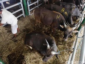 Ada Kapal Ternak, Mentan: Saya Ingin Harga Daging Sapi Rp 85.000/Kg Ada Kapal Ternak, Mentan: Saya Ingin Harga Daging Sapi Rp 85.000/Kg