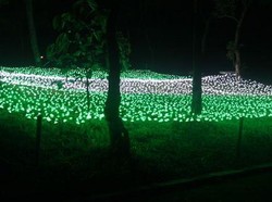 Sambut Tahun Baru 2016, Lereng Merapi Disulap Jadi Hutan Lampion