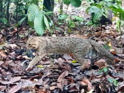 Lima Ekor Kucing Hutan Dilepasliarkan di Kawasan Meru Betiri