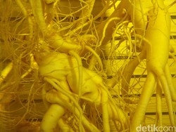 Catatan dari Korea: Ginseng, Kolesom dan Politisi