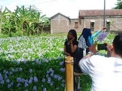 Setelah Amaryllis, Kini Kebun Bunga Eceng Gondok yang Heboh Buat Selfie Remaja Yogya