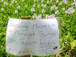 Dalam 3 Hari, Kebun Eceng Gondok Didatangi Hingga 1.000 Orang untuk Foto-foto