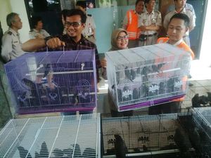 308 Ekor Burung Hasil Selundupan Dilepasliarkan Kembali di Kaltim