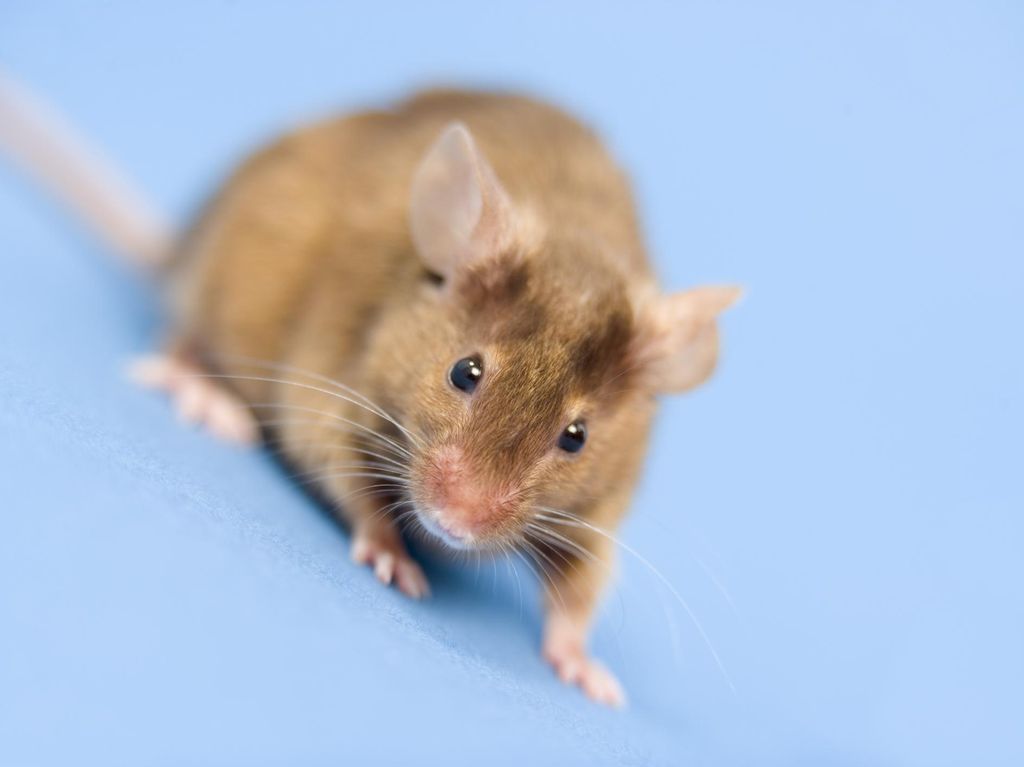 7 Cara Mengusir Tikus Dari Rumah Tanpa Racun
