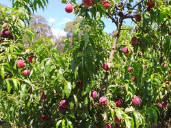 Asyiknya Wisata Petik Buah di Yarra Valley, Australia