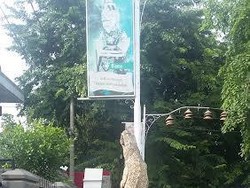 Unik! Ada Buaya Naik Pohon di Pinggir Jalan Kota Purwakarta