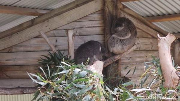 Lebih Dekat dengan Koala & Kanguru di Melbourne