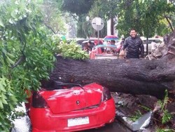 Pohon Tumbang Timpa 3 Mobil Saat Hujan dan Angin Kencang di Makassar