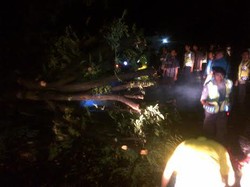 Pohon Tumbang Lumpuhkan Jalur Pantura Situbondo