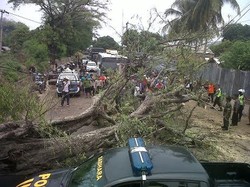 Pohon Asem Kembali Tumbang, Lalin Pantura Macet Hingga 10 Km