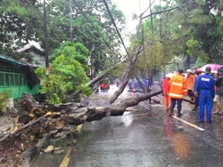 Pohon Tumbang Tutupi Jalan Tentara Pelajar Usai Hujan Deras
