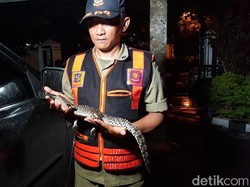 Seekor Anak Buaya Berhasil Ditangkap dari Sungai di Surabaya