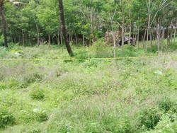 Puing Pesawat Golden Eagle Dievakuasi, Begini Kondisi Lokasi