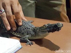 Heboh, Tawuran Remaja di Jaktim Bersenjata Anak Buaya!