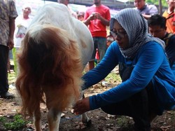Wanita di Banyuwangi Lomba Memerah Susu Peringati Hari Ibu