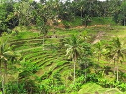 Ceking Terrace, Sisi Lain Bali yang Harus Kamu Datangi