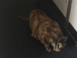 Ups, Ada Kucing Kesasar di Kabin Pesawat Delta Airlines